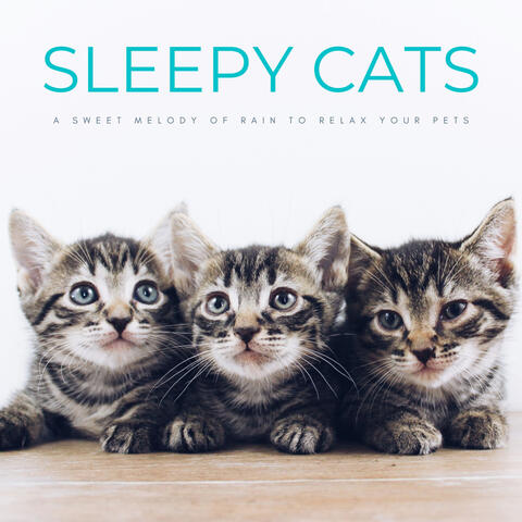 Sleepy Cats: A Sweet Melody Of Rain To Relax Your Pets
