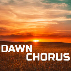 Calm Nerves Dawn Chorus Sounds