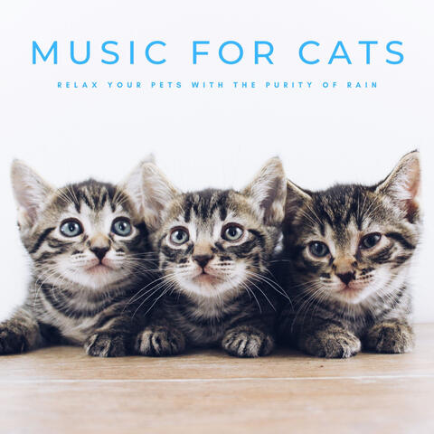 Music For Cats: Relax Your Pets With The Purity Of Rain