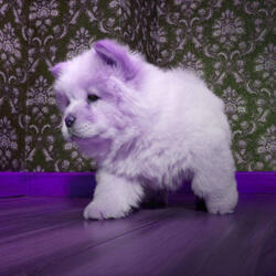 Fashionable Ambiance for Doggy Luxury