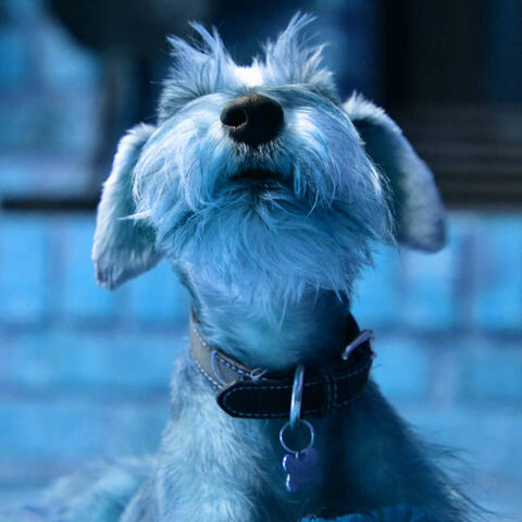 Echoes of Doggy Luxury