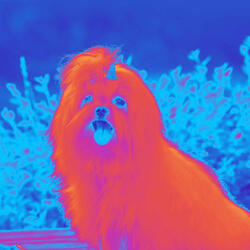 Piano Duo and Alto Saxophone Soundtrack for Chillin with Pups