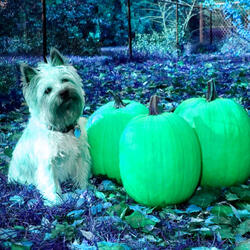Delightful Ambiance for Doggy Luxury