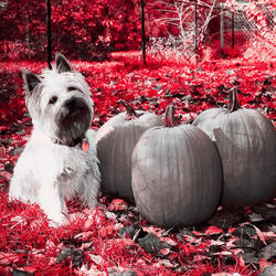 Opulent Classic Hounds