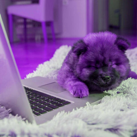 Music for Cozy Doggo - Smart Jazz Quintet