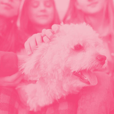 Music for Puppy Day Dreaming (Jazz Quintet)