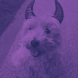 Simplistic Backdrops for Puppy Day Dreaming