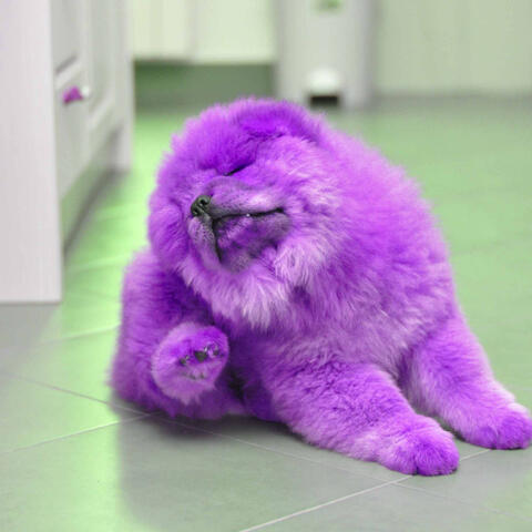 Echoes of Jazzy Dogs