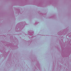 Beautiful Ambience for Jazzy Dogs