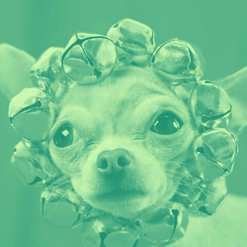Guitar Jazz - Background for Doggo Relaxing