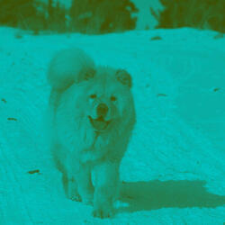 Fantastic Ambience for Doggy Radio