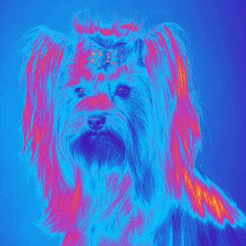 Music for Puppy Calmings (Jazz Quintet)