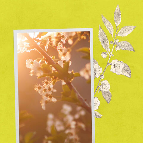 Echoes of Comfortable Afternoon