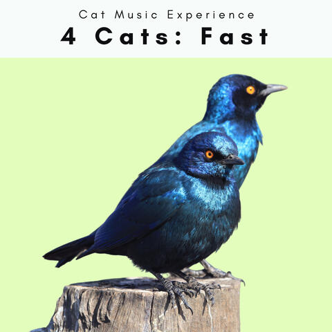 4 Cats: Fast