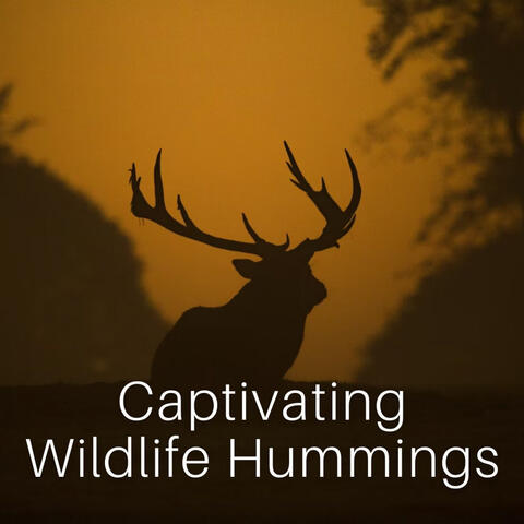 Captivating Wildlife Hummings