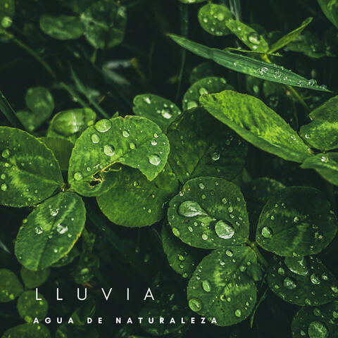 Lluvia: Agua De Naturaleza