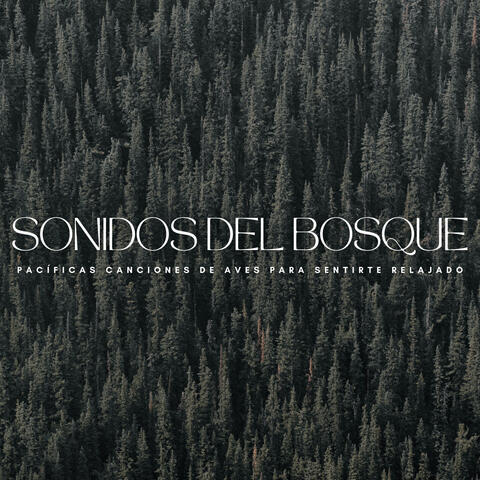 Sonidos Del Bosque: Pacíficas Canciones De Aves Para Sentirte Relajado