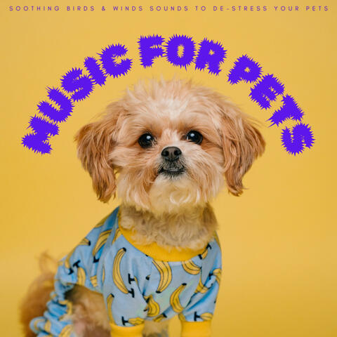 Music For Pets: Soothing Birds & Winds Sounds To De-stress Your Pets