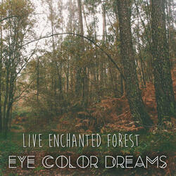 Enchanted Forest