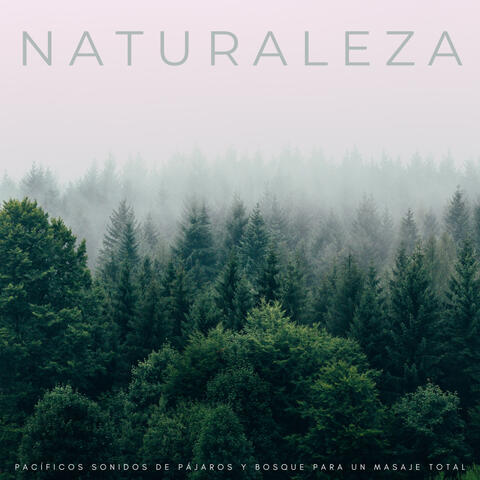 Naturaleza: Pacíficos Sonidos De Pájaros y Bosque Para Un Masaje Total