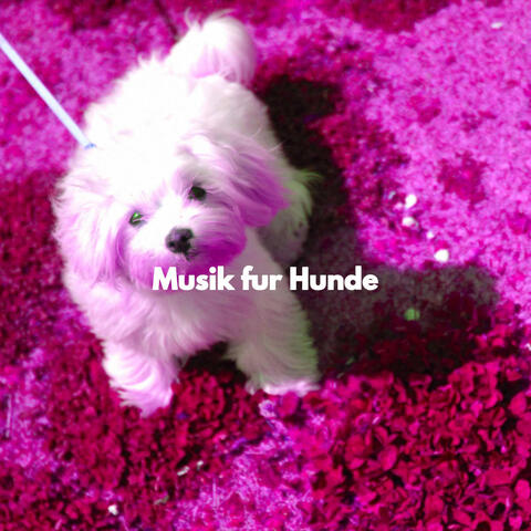 Musik fur Hunde