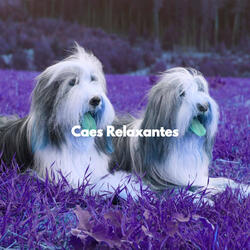 Sublime Ambiance for Smart Pups