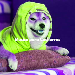 Retro Moods for Smart Pups