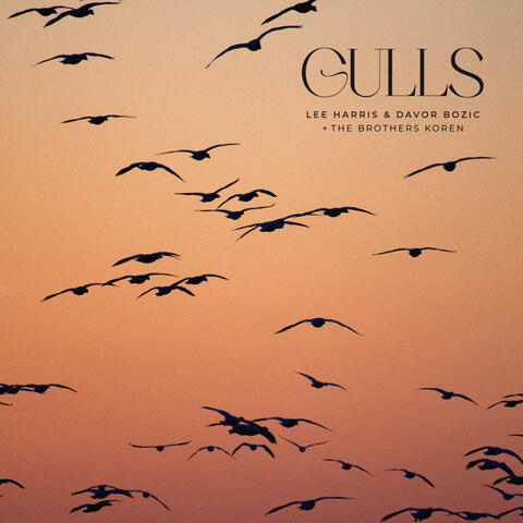 Gulls