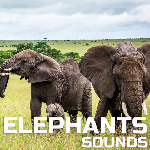 Elephants Sounds