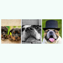 Background for Lonely Dog