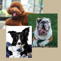 Vibrant Backdrops for Doggies Resting