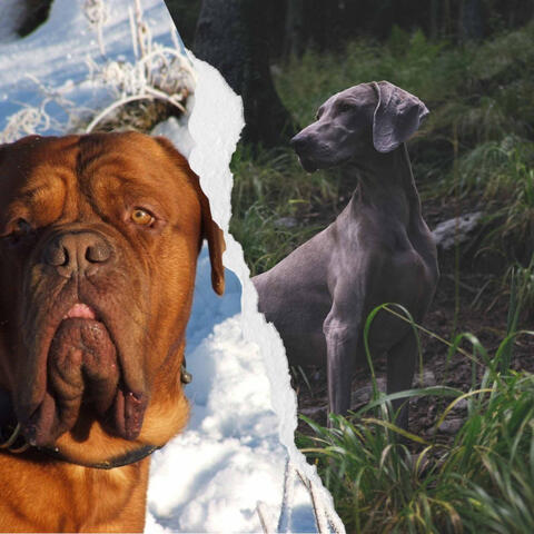 Music for Doggy Bedtime - Remarkable Trumpet, Electric Piano, Alto Sax and Soprano Sax