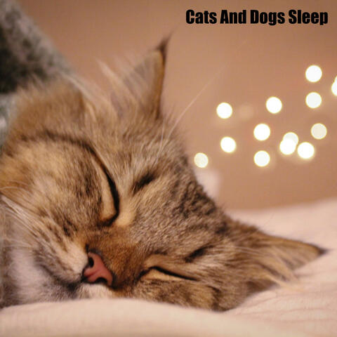 Cats And Dogs Sleep (feat. Music For Cats, World of cat's & Музыка для кошек)
