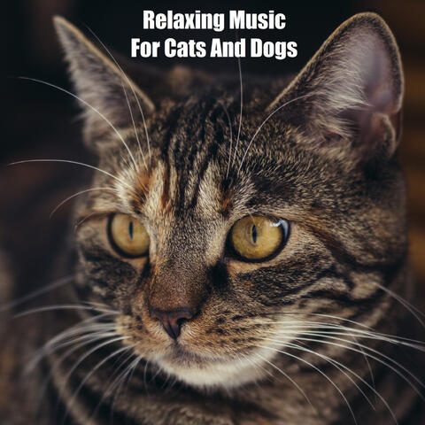 Relaxing Music For Cats And Dogs (feat. Music For Cats, World of cat's & Музыка для кошек)