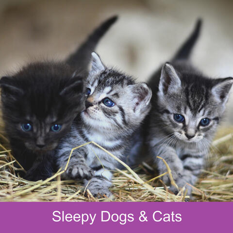 Sleepy Dogs & Cats (feat. Music For Cats, World of cat's & Музыка для кошек)