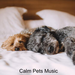 Sit BooBoo Sit (feat. Music For Cats, World of cat's & Музыка для кошек)