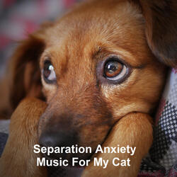 Music To Soothe Cats During Fireworks
