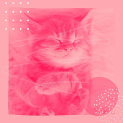 Thrilling Home Cats