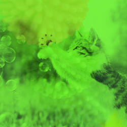 Background for Cute Kitten