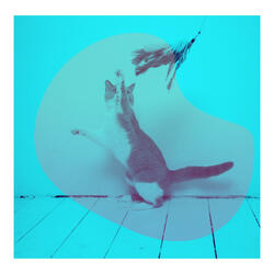 Mysterious Backdrops for Home with Cats