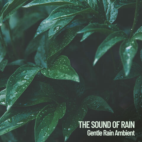 Ambient Rain Sounds