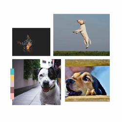 Entertaining Moods for Calming Your Puppies