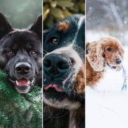 Astonishing Music for Doggy Mental Health