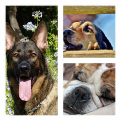 Festive Ambiance for Doggy Mental Health