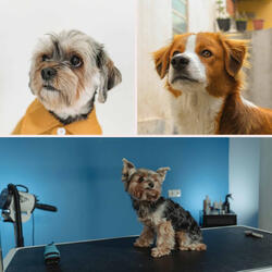 Understated Ambiance for Soothing Doggies