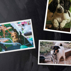 Groovy Backdrops for Chilling Your Dog