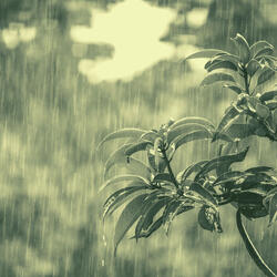 Remarkable Ambience for Tranquil Vibes