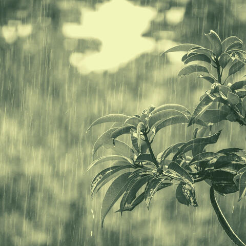 Majestic Sounds of Rain - Ambiance for Tranquil Vibes