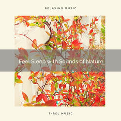 "The Cicadas, the Wild Birds and Nature Tunes for Peaceful Calm down"