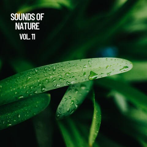 Relaxing: Sonidos naturales Vol. 11, Musica natural para dormir